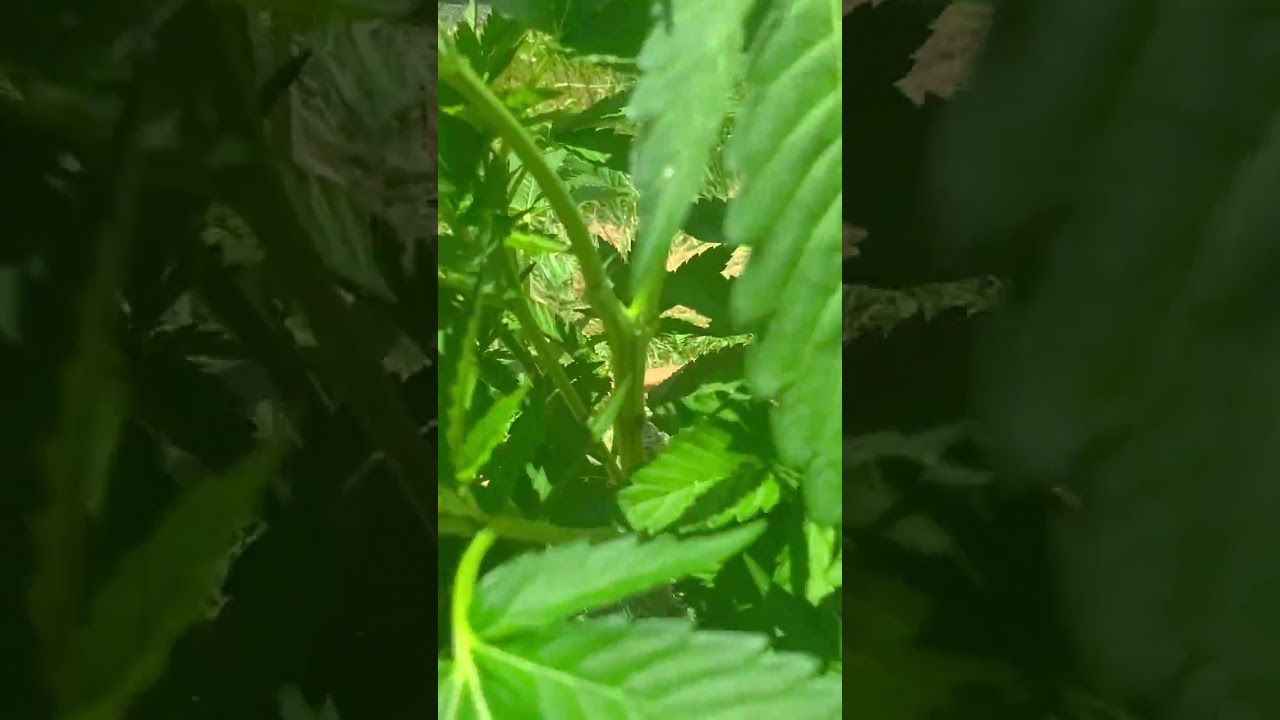 upstate NY outdoor grow