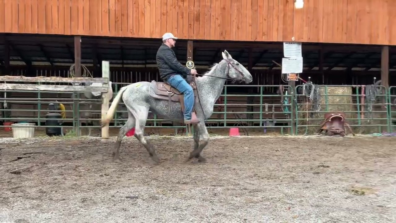 Продано 7437 серых кобыл стандартной породы 15 лет, 15 лет, цена 950 долларов плюс 40 долларов. С...