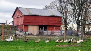 Ducks WINTER PEN Setup _ Barn Animals FIRST SNOW! // Whitt Acres
