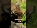 Żubr powalił człowieka w Puszczy Białowieskiej | 19.30 SHORT | 04.08.2026