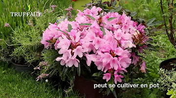 Comment et où planter un rhododendron ?