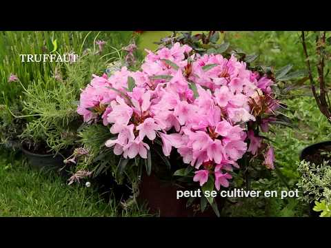 Vidéo: Planter Près Des Rhododendrons - Compagnons Rhododendron Et Azalée