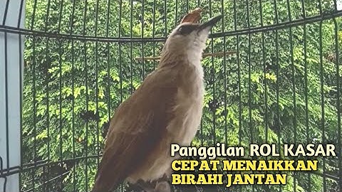 Trucuk BETINA memanggil Jantan Suara Birahi Ngecuplik 100% pancingan trucukan gacor agar BUNYI EMOSI