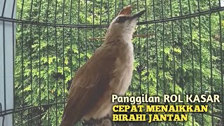 Trucuk BETINA memanggil Jantan Suara Birahi Ngecuplik 100% pancingan trucukan gacor agar BUNYI EMOSI