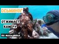 Осьминог пытается украсть мою камеру на Мальдивах