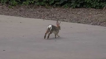 Bunny Hopping Slow Motion
