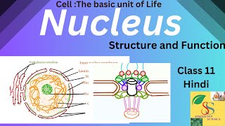 Nucleus:Structure and Function,Class 11/ in Hindi