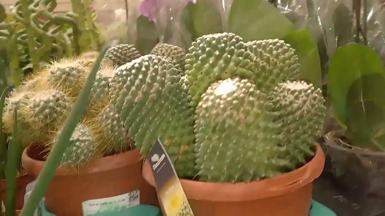 В Лемана Про завезли саженцы роз 🌹. 