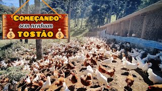 COMO INICIAR UMA CRIAÇÃO DE GALINHAS SEM DINHEIRO?! 💰🐓🐓