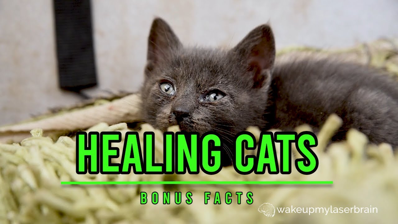 Happy Cat Purring Healing Power Vibrations Relieve Anxiety