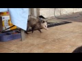Not So Sneaky Opossum