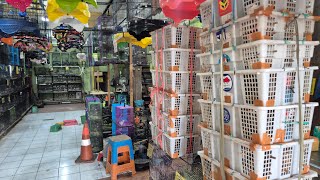 Prenjak Putih Jalak Trucuk KantiL Pleci Bustomi Platuk Konin Sirpu Glatik King Konin Sogon Tepus
