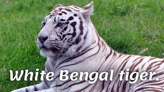 White Bengal tiger.