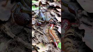 Download Lagu Scorpion vs Centipede Jungle’s Smallest Warriors Clash! MP3