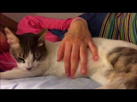 וִידֵאוֹ: מחלות עור מאלרגיות אצל חתולים