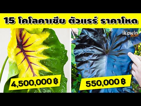 colo ราคา ถูก  2022 Update  15 อันดับ Colocasia ตัวแรร์ไอเทม ราคาโหด ที่คนตามหามากที่สุด โคโลคาเซียหลักล้านบาท