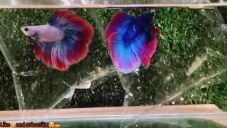 best rose tail half moon betta fish 868 @msaquariumv2250