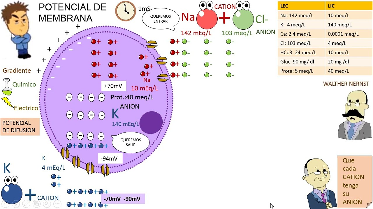 FISIOLOGIA Clase3: Potencial de Membrana, Ecuacion de Nernst y Goldman.