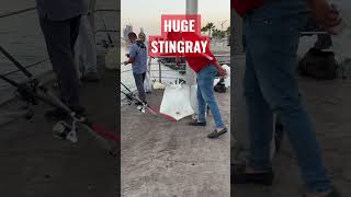 Huge stingray