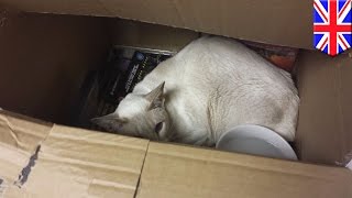 แมวติดในกล่องไปรษณีย์ เดินทาง 8 วันข้ามประเทศอังกฤษ