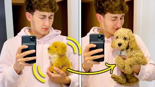 Shake A Teddy And Turn It Into A Puppy | After Effects Tutorial