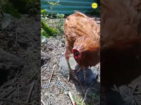 Video: Bolehkah anda membekukan ayam hutan?