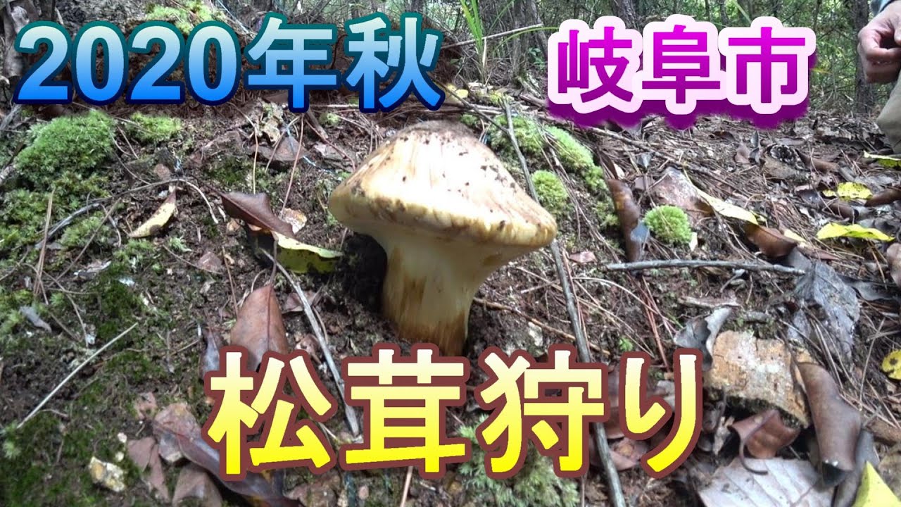 松茸狩り 岐阜市で松茸狩り 年秋 Youtube 松茸狩り 岐阜市で松茸狩り 年秋 Youtube