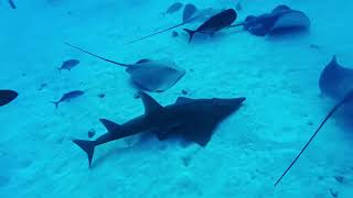 Shark Tank, Hulhumale, Maldives