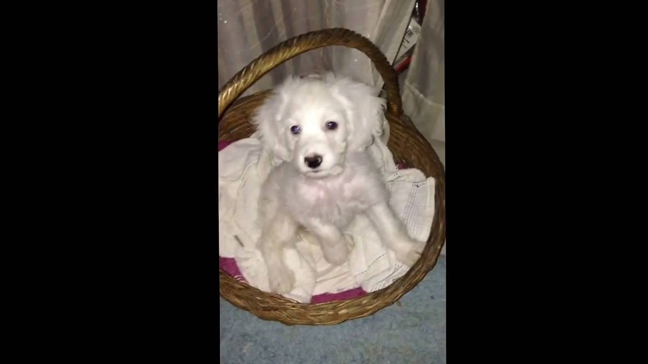 La princesa, cruza de cocker y frech poodle, 3 meses de edad YouTube