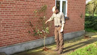 Barrods Frugttræ Og Æblehækplante