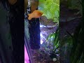 fish always hungry #mollyfish #aquarium #fishtank #feedingtime