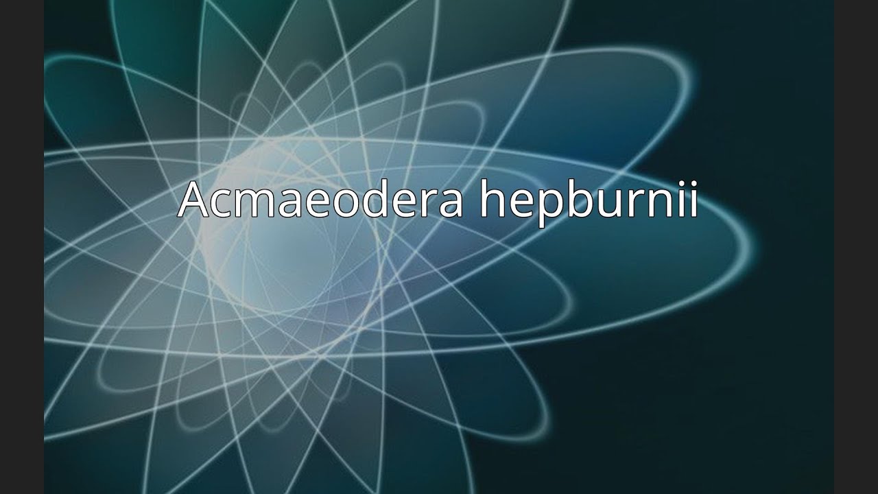 Acmaeodera hepburnii