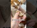 猫の肉球で電話してたら、うっかり顔出ました…