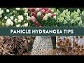 5 Tips for Growing Panicle Hydrangeas in the South