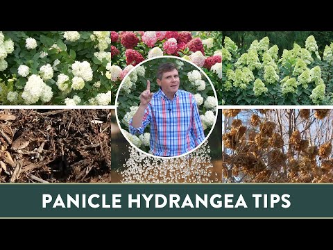 Видео: Би Panicle Hydrangea-ийг хучих хэрэгтэй юу, хэзээ тайрах вэ?