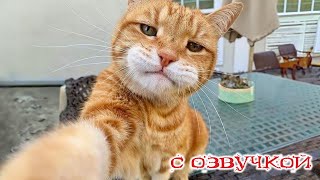 картинка: Приколы с котами! Смешные ЖИВОТНЫЕ с озвучкой! Смешные коты! РЖАКА!