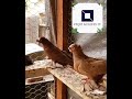 pigeons tumbler uzbek / Usbekische Tauben / حمام الأوزبك