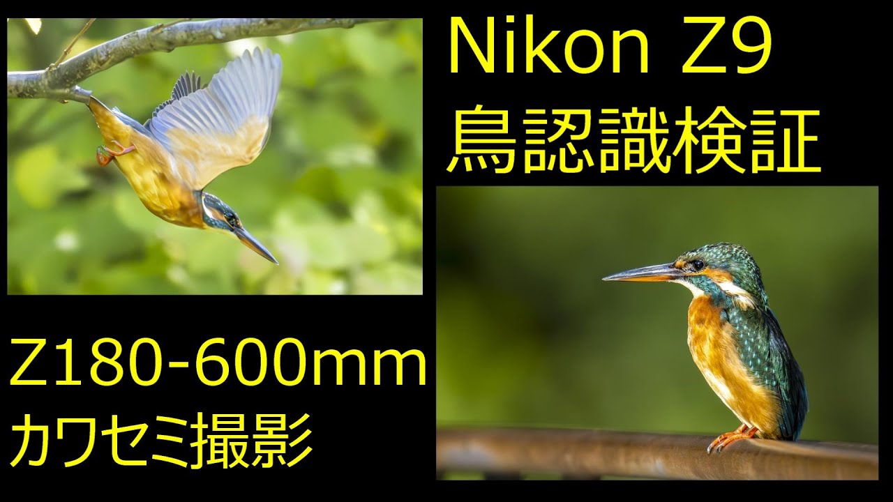 Nikon Z9 鳥認識 NIKKOR Z 180-600mm f/5.6-6.3 VR 検証撮影