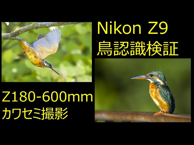 Nikon Z9 鳥認識 NIKKOR Z 180-600mm f/5.6-6.3 VR 検証撮影 - YouTube