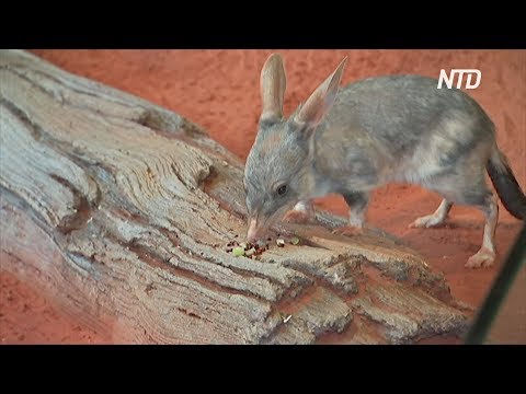 От кого в Австралии спасают кроличьих бандикутов