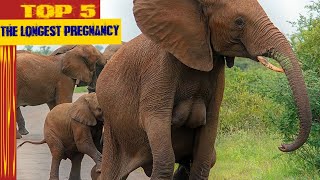 Top 5 Animals with the Longest Gestation Periods