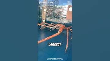 The LARGEST Crabs in the WORLD! 🦀