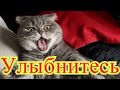 Смешное про животных|Приколы с котами| Видео про котов| Кошки|Позитив|Создай себе хорошее настроение