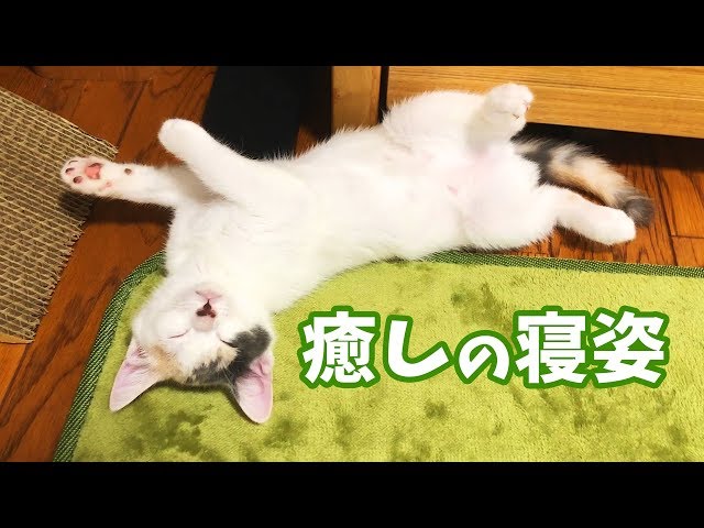 生後2ヶ月・子猫のぽてととお昼寝動画【癒し】