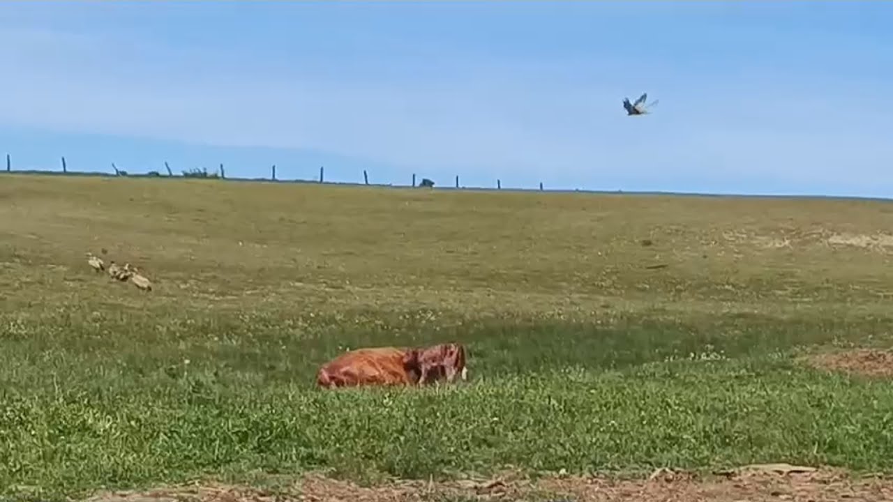 Los ganaderos, indefensos ante los ataques de buitres- Campo salmantino, 03 de mayo de 2024
