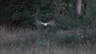 The Last Quarter by James Soden - BOMFA 2017 WINNER - Open Category by BarnOwlTrust 402 views 7 years ago 2 minutes, 53 seconds