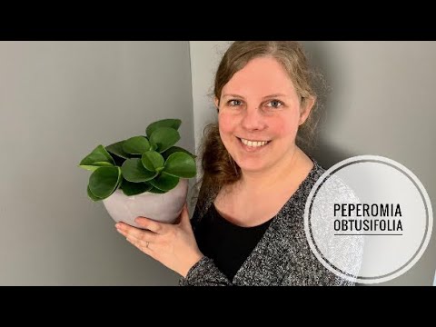 Video: Peperomia (58 Foto's): Thuis Voor Een Kamerbloem Zorgen, Plantenvermeerdering Door Bladeren En Stekken, Peperomia-ziekte