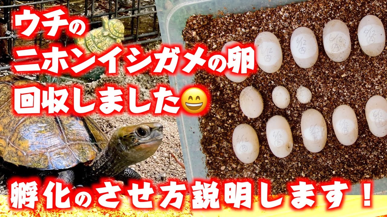 孵化間近 卵4個の金額 ニホンイシガメ 有精卵 落札後24時間以内に振込、発送できる方のみ 中身が亀の形 常温管理 日本石亀 - 魚類、水生生物