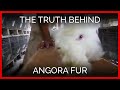 The Truth Behind Angora Fur