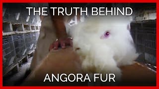 The Truth Behind Angora Fur